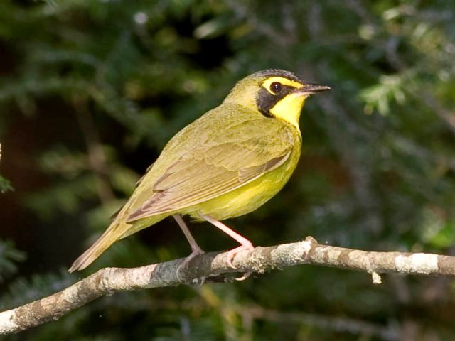 Kentucky Warbler